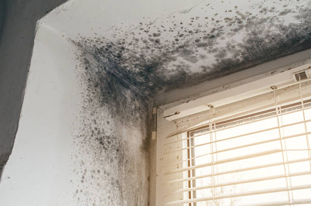Trusted Commercial Mold Remediation service in Quincy, WA - Cheap Mold Removal